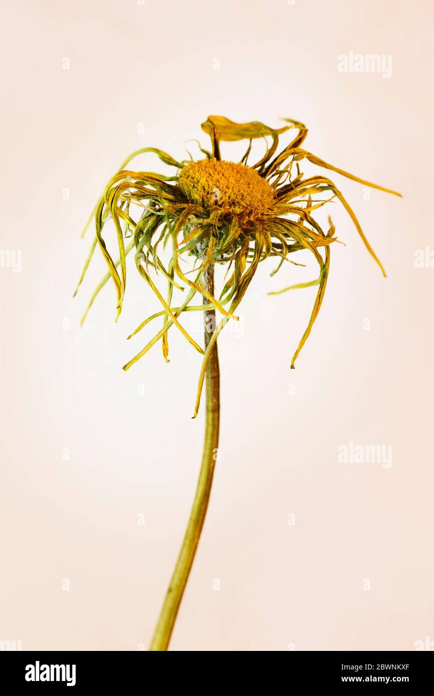 Beautiful flower corolla with long dried petals and thin stem  , gazania flower head , Stock Photo