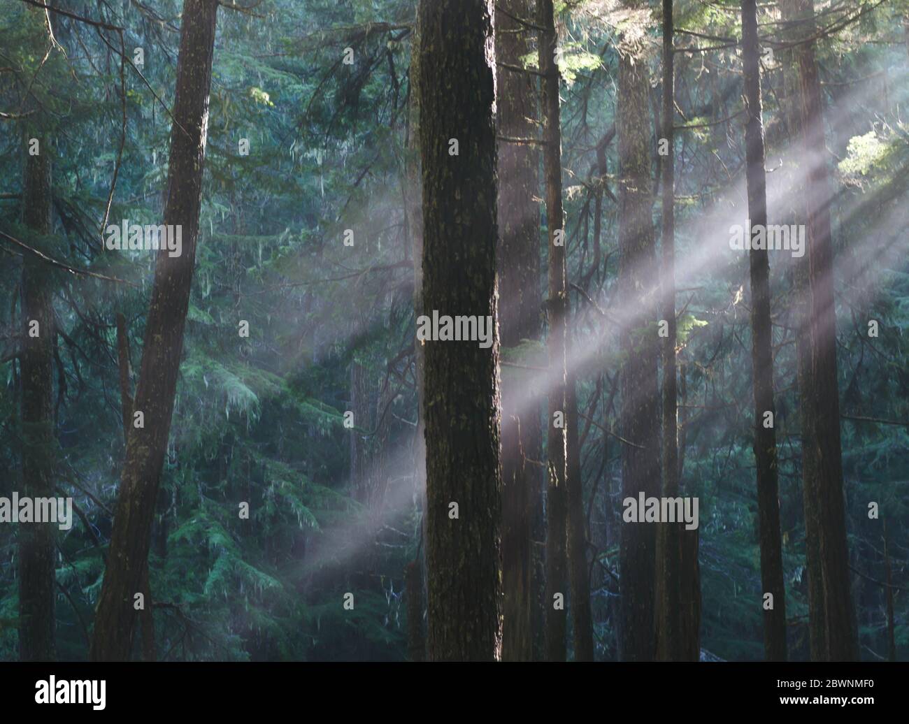 Sun rays streaming through the temperate rainforest of the Olympic National Forest Stock Photo