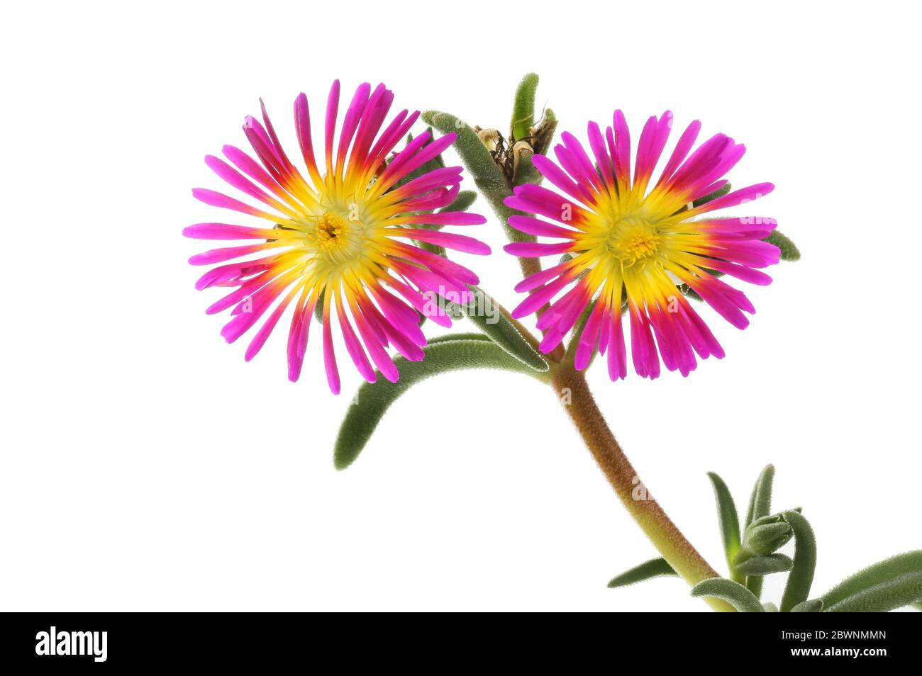 Two purple and yellow delosperma flowers and foliage isolated against white Stock Photo