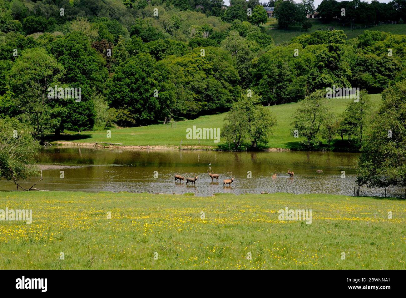 View of stags crossing the water in the Deer Park of the Wadhurst Park