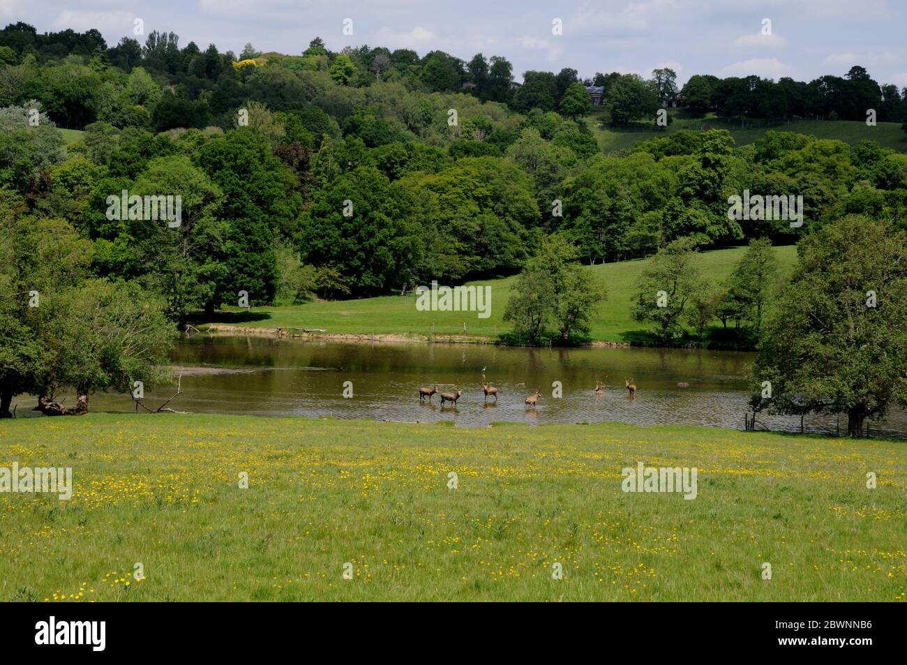View of stags crossing the water in the Deer Park of the Wadhurst Park