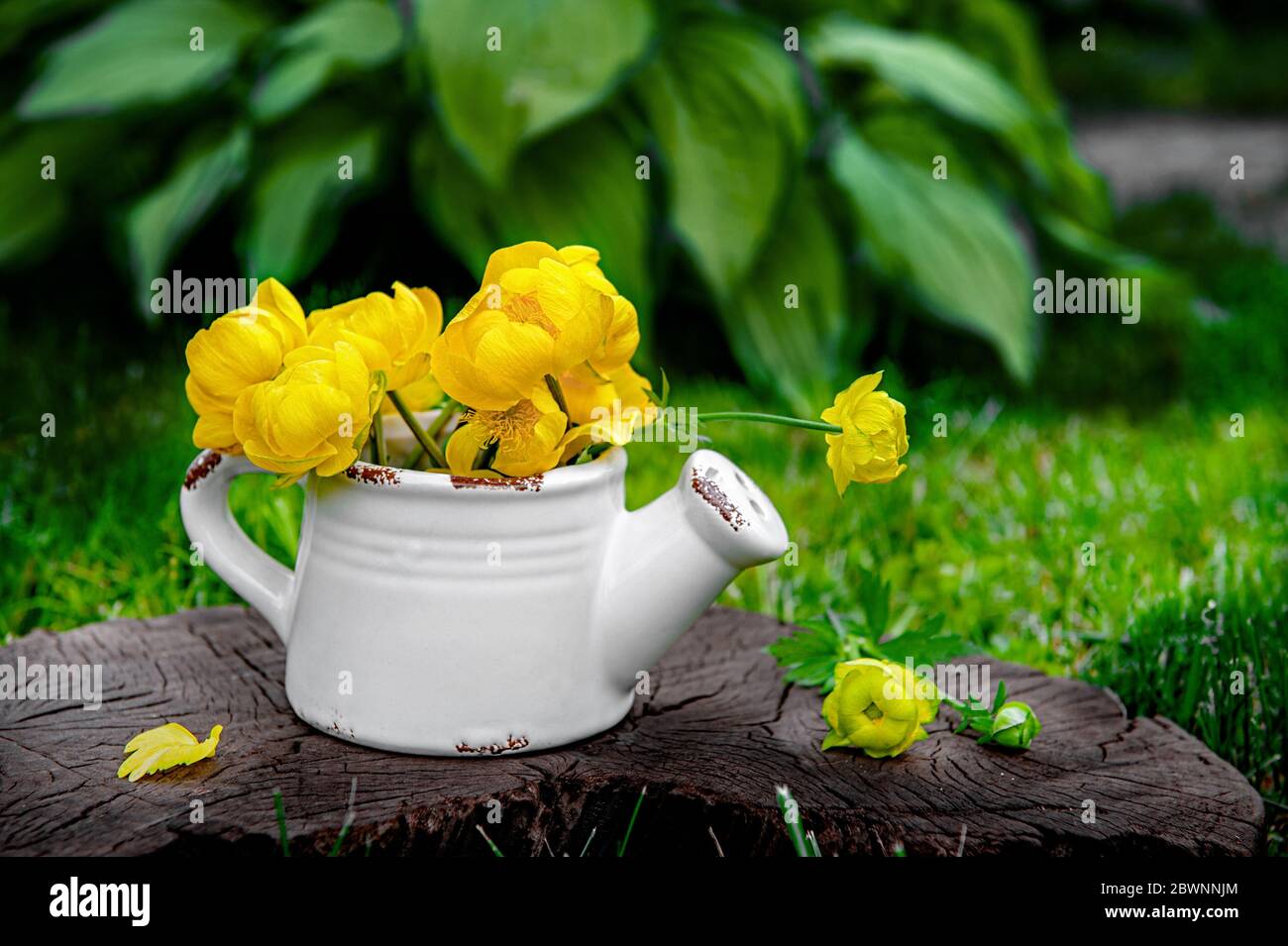 delicate yellow flowers of the Buttercup in a ceramic watering can vase on a green background of a beautiful lawn. Bunch of Globe-flower, Trollius eur Stock Photo