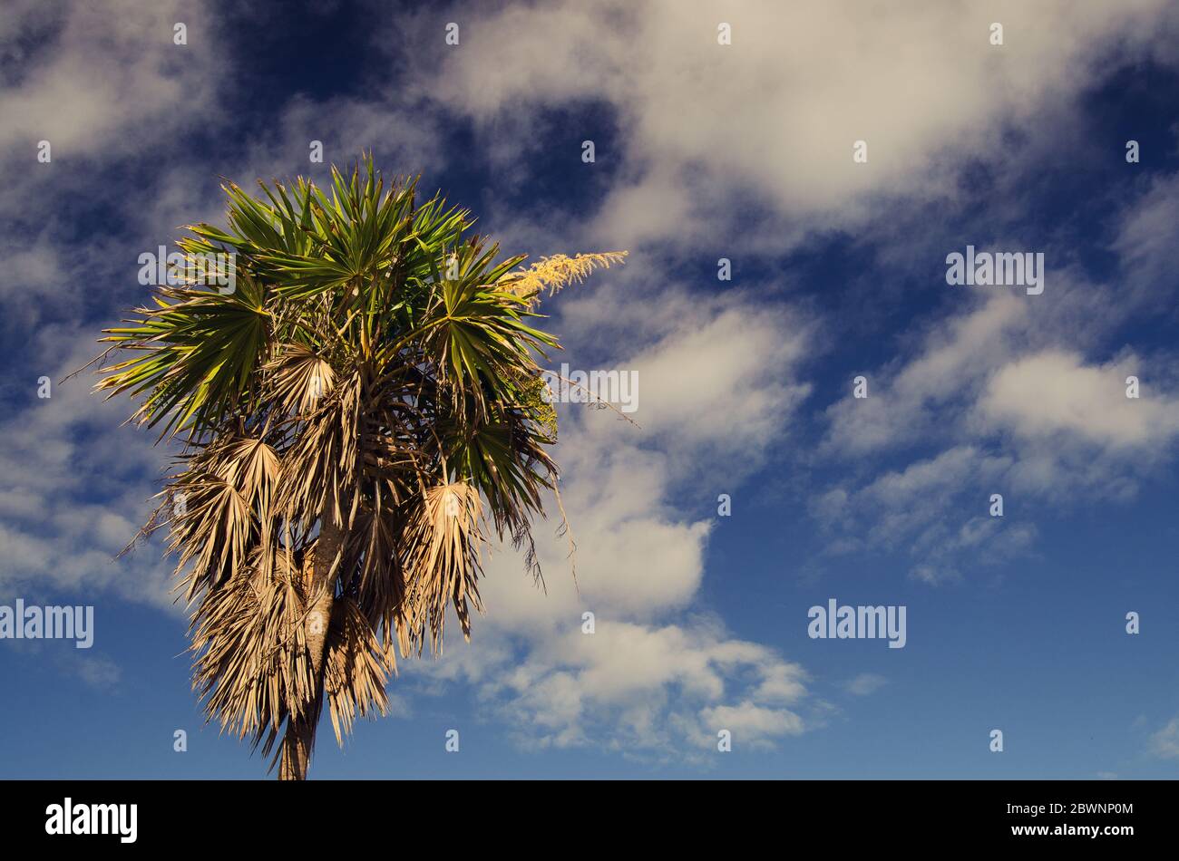 Palm tree and sky at the beach Stock Photo - Alamy