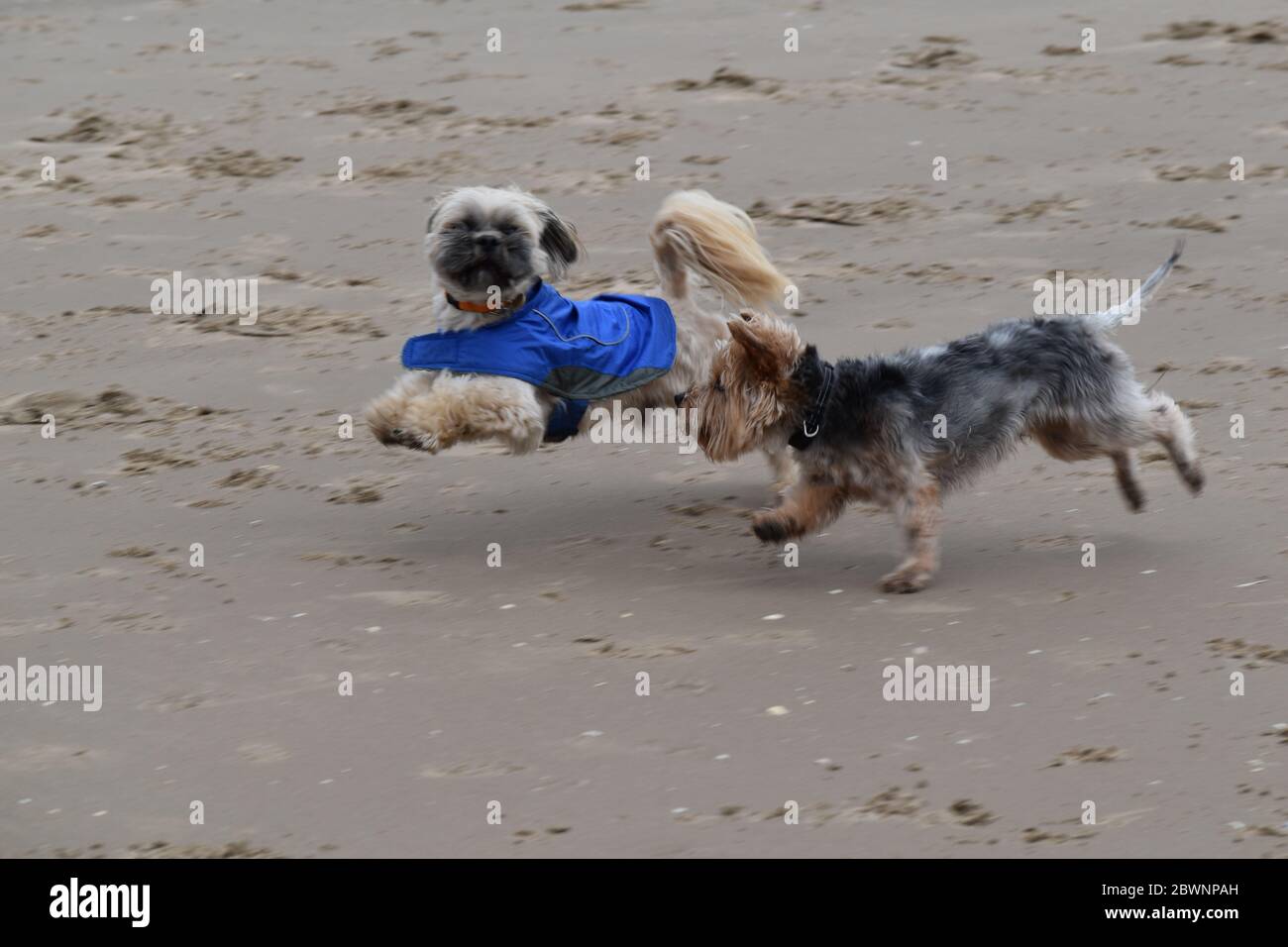 Flying dogs at Leasowe Beach, Wirral Stock Photo
