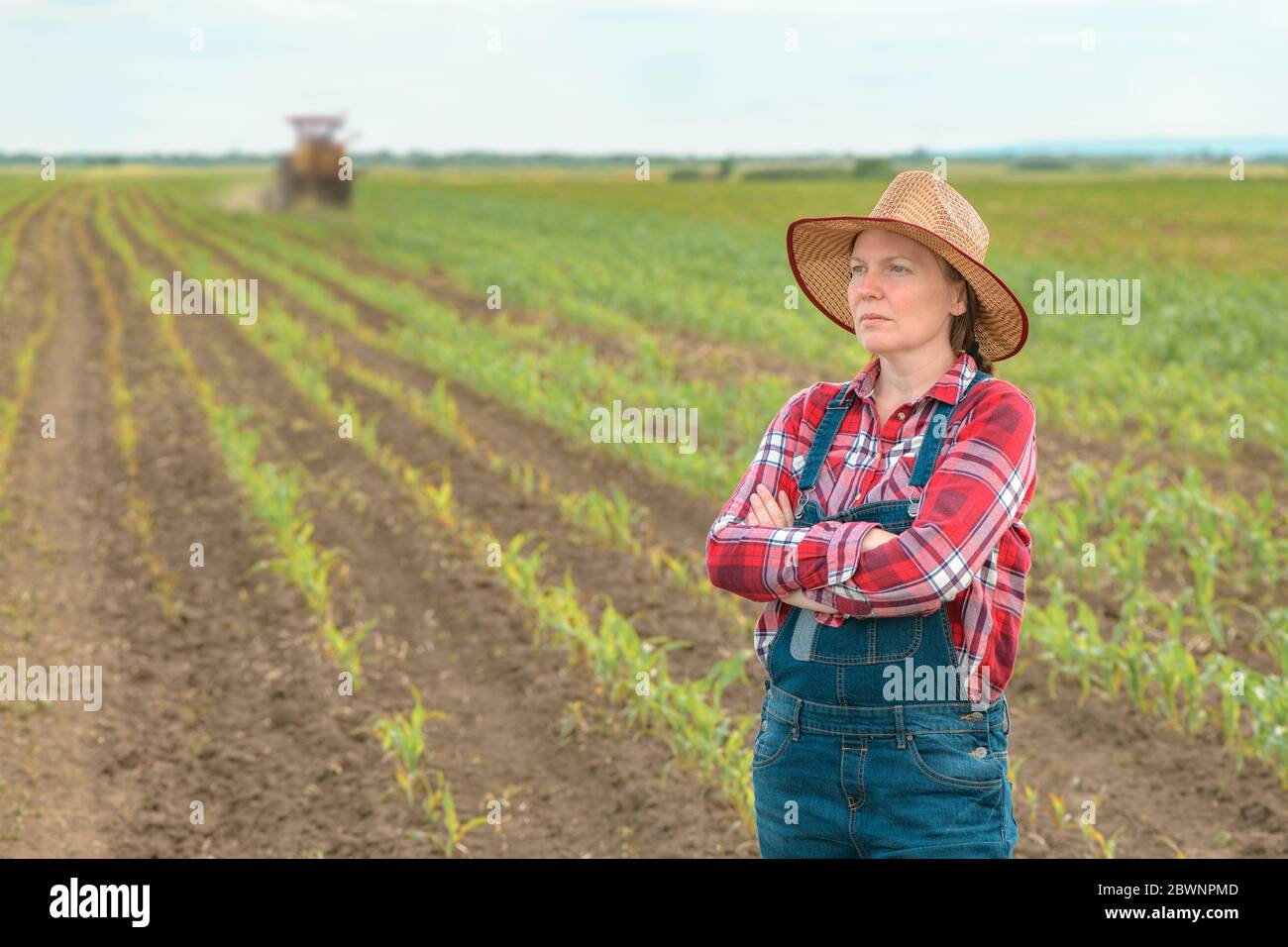 Worried female farmer standing in corn field and looking over young green maize crops Stock Photo