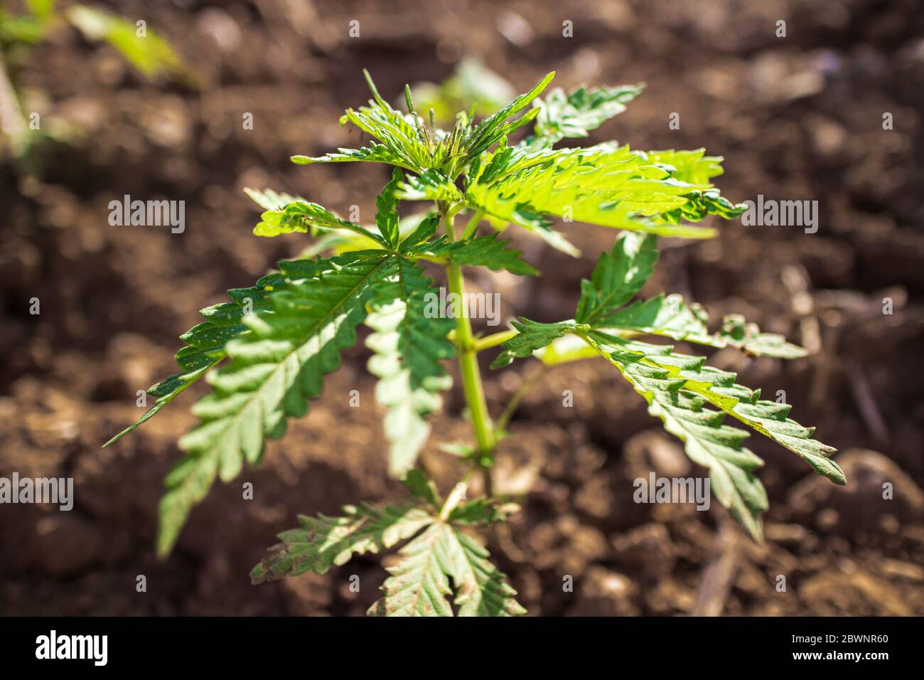 Weed Plants Growing Slow