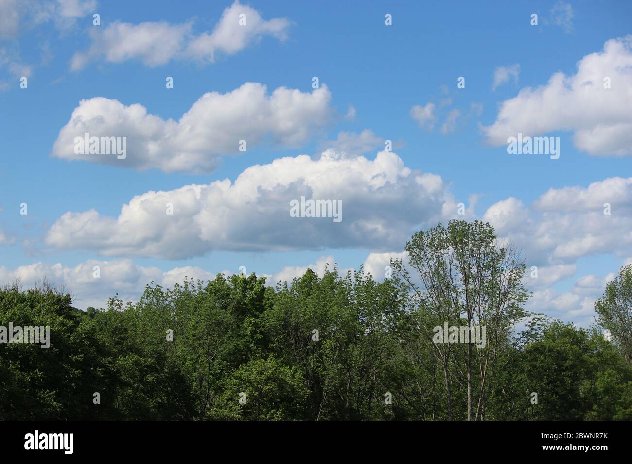 White clouds in blue sky above treetops Stock Photo - Alamy