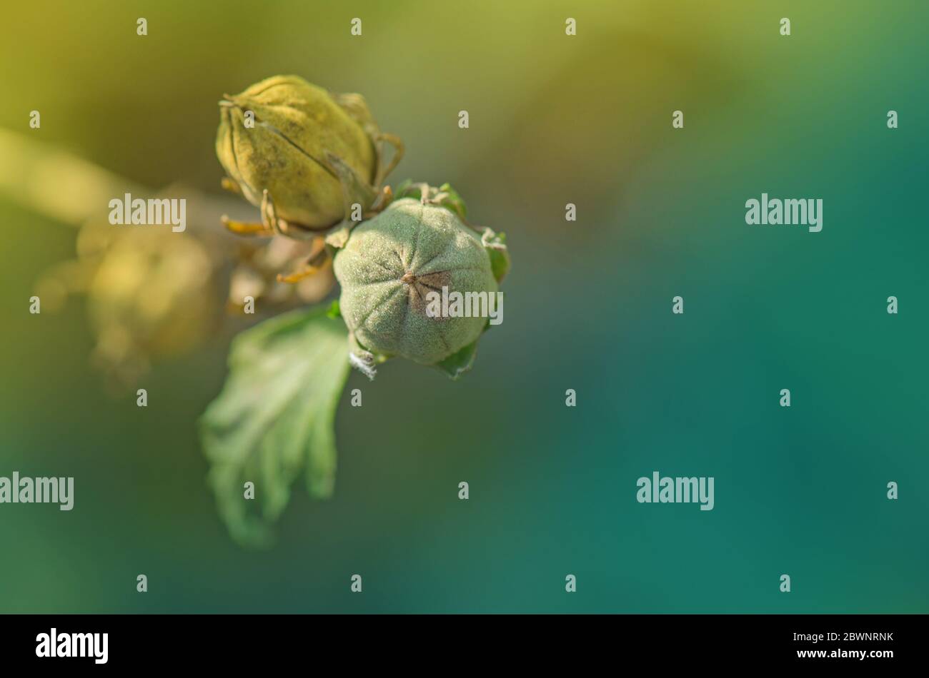 Hibiscus with seeds. How to collect Hibiscus flower seeds Stock Photo