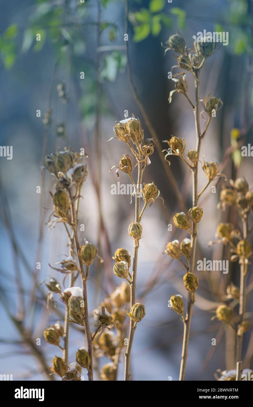 Collecting Hibiscus seeds from garden. How to collect Hibiscus flower