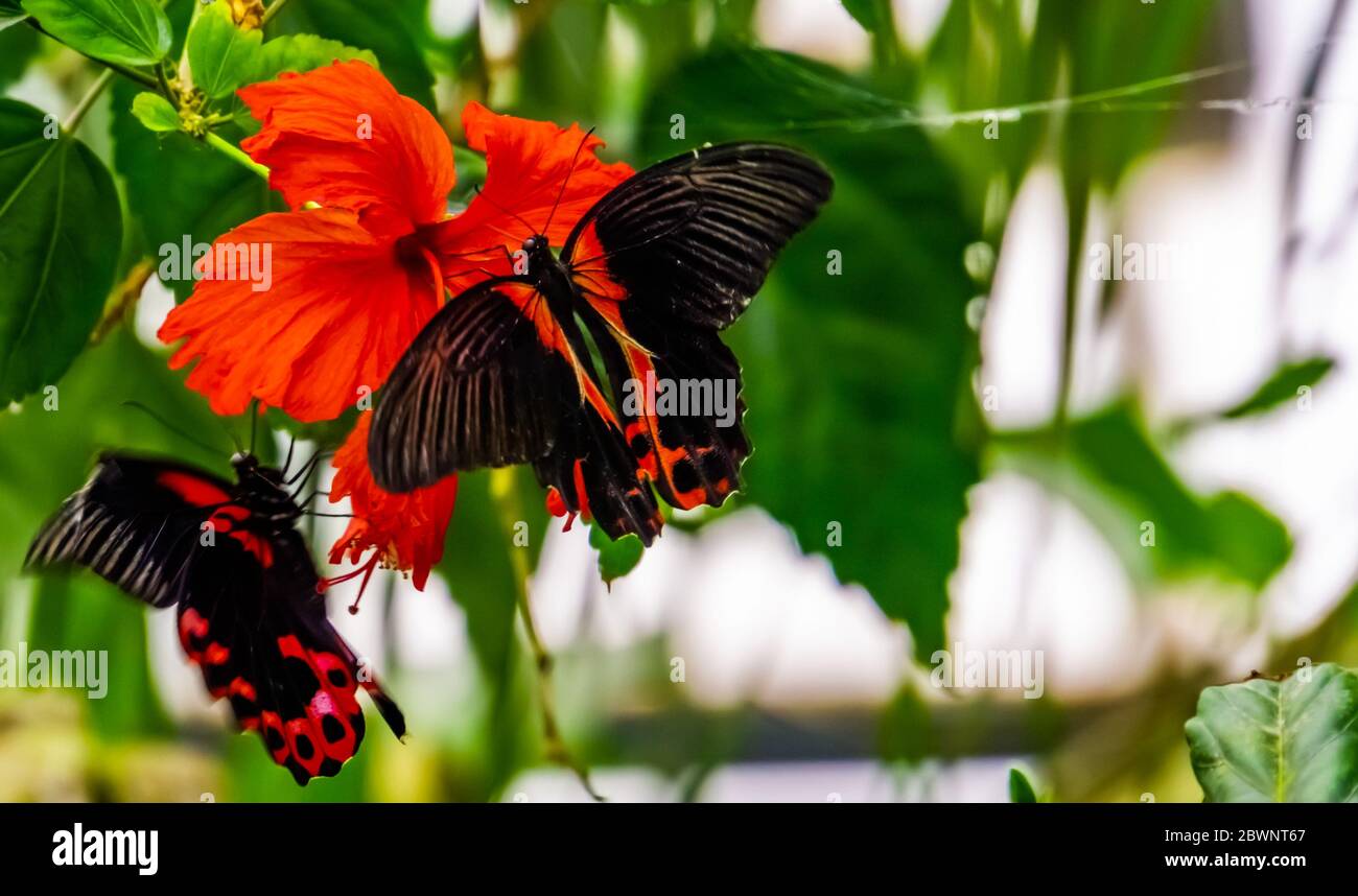 closeup of a red scarlet butterfly on a chinese hibiscus flower, tropical insect specie from Asia Stock Photo