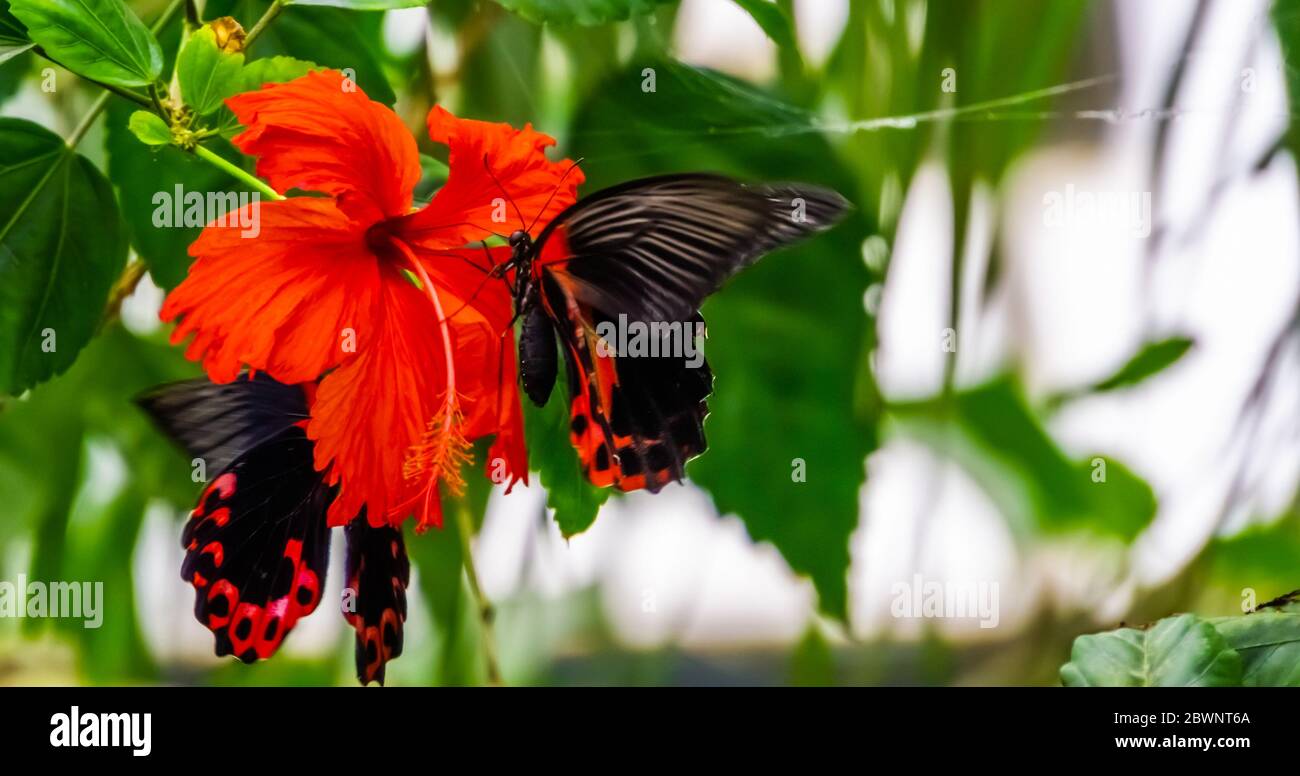 side closeup of a red scarlet butterfly on a chinese hibiscus flower, tropical insect specie from Asia Stock Photo