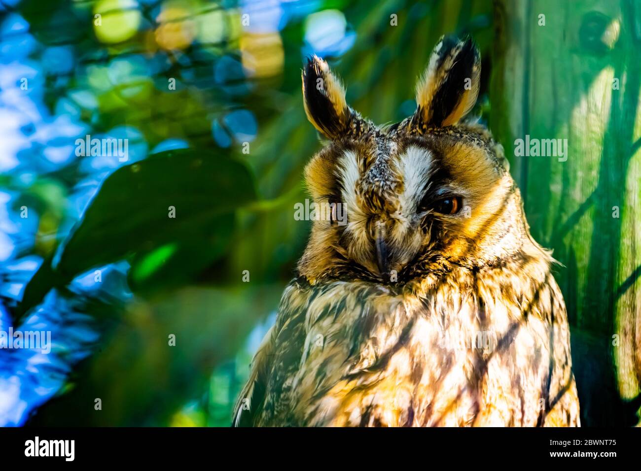closeup of the face of a northern long eared owl, popular bird specie from Europe and America Stock Photo