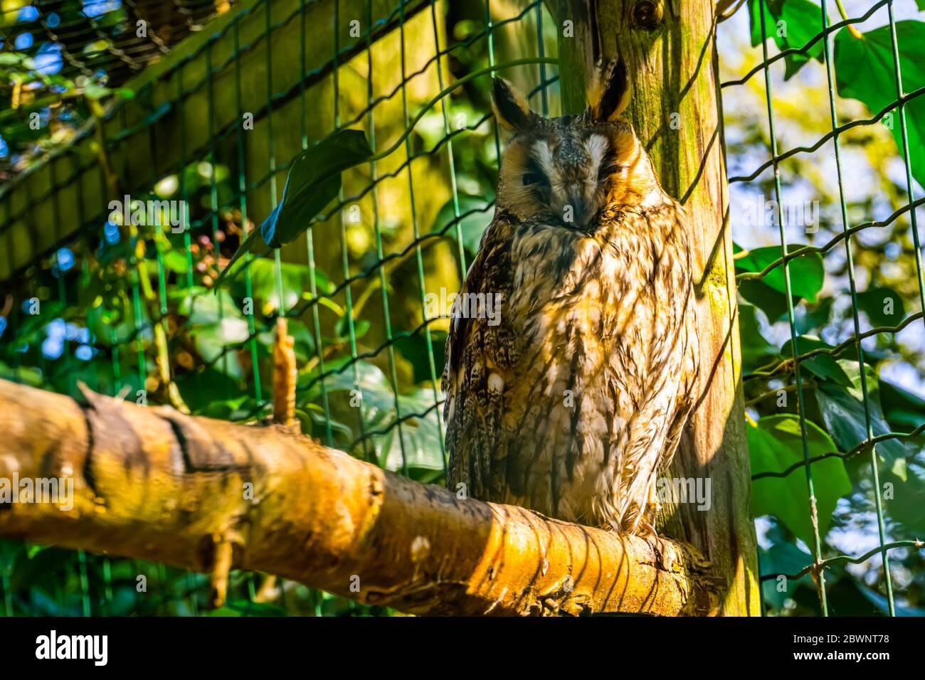 closeup portrait of a northern long eared owl, popular bird specie from Europe and America Stock Photo