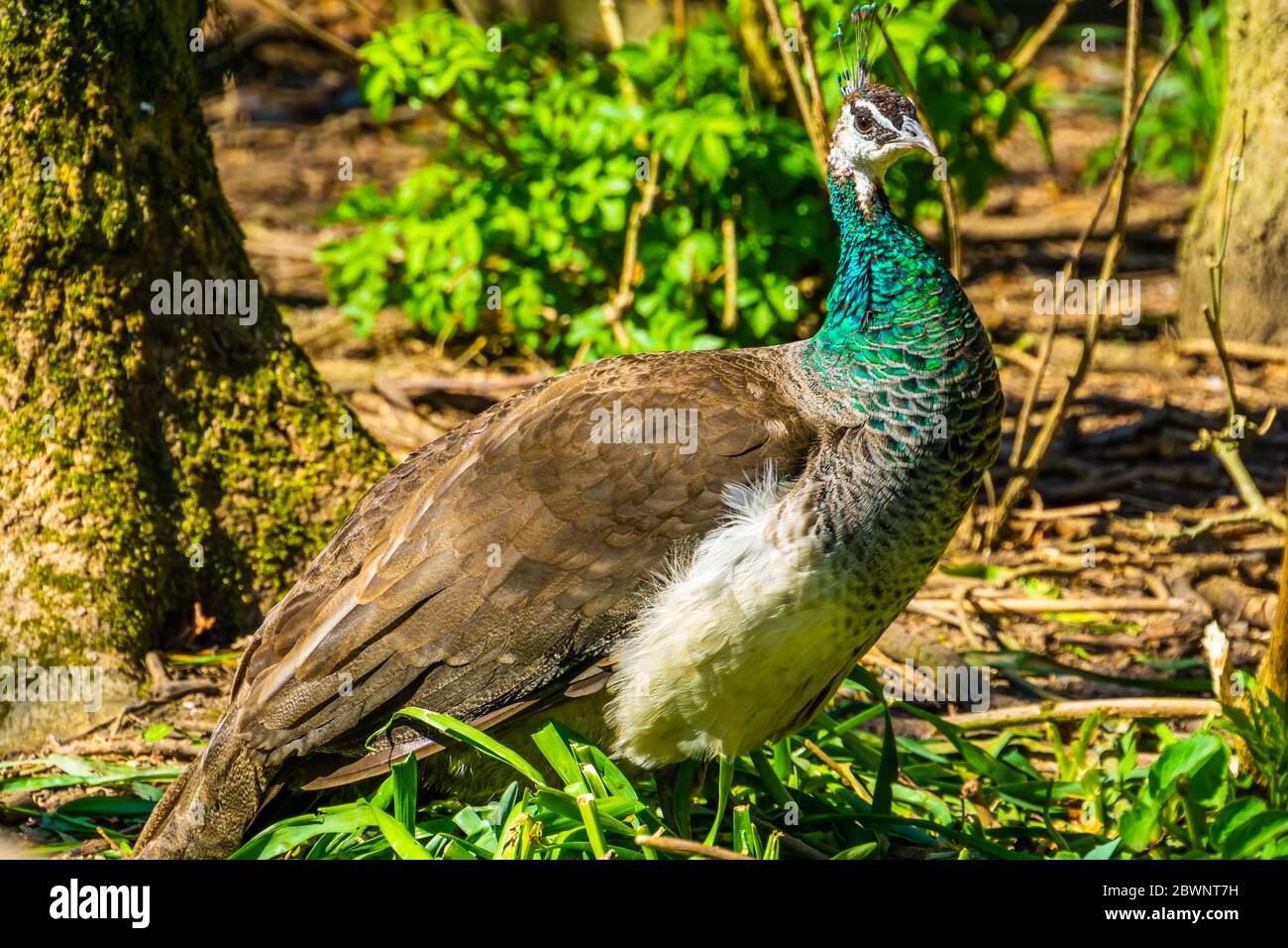 closeup portrait of a green indian peafowl, colorful tropical bird specie from India Stock Photo