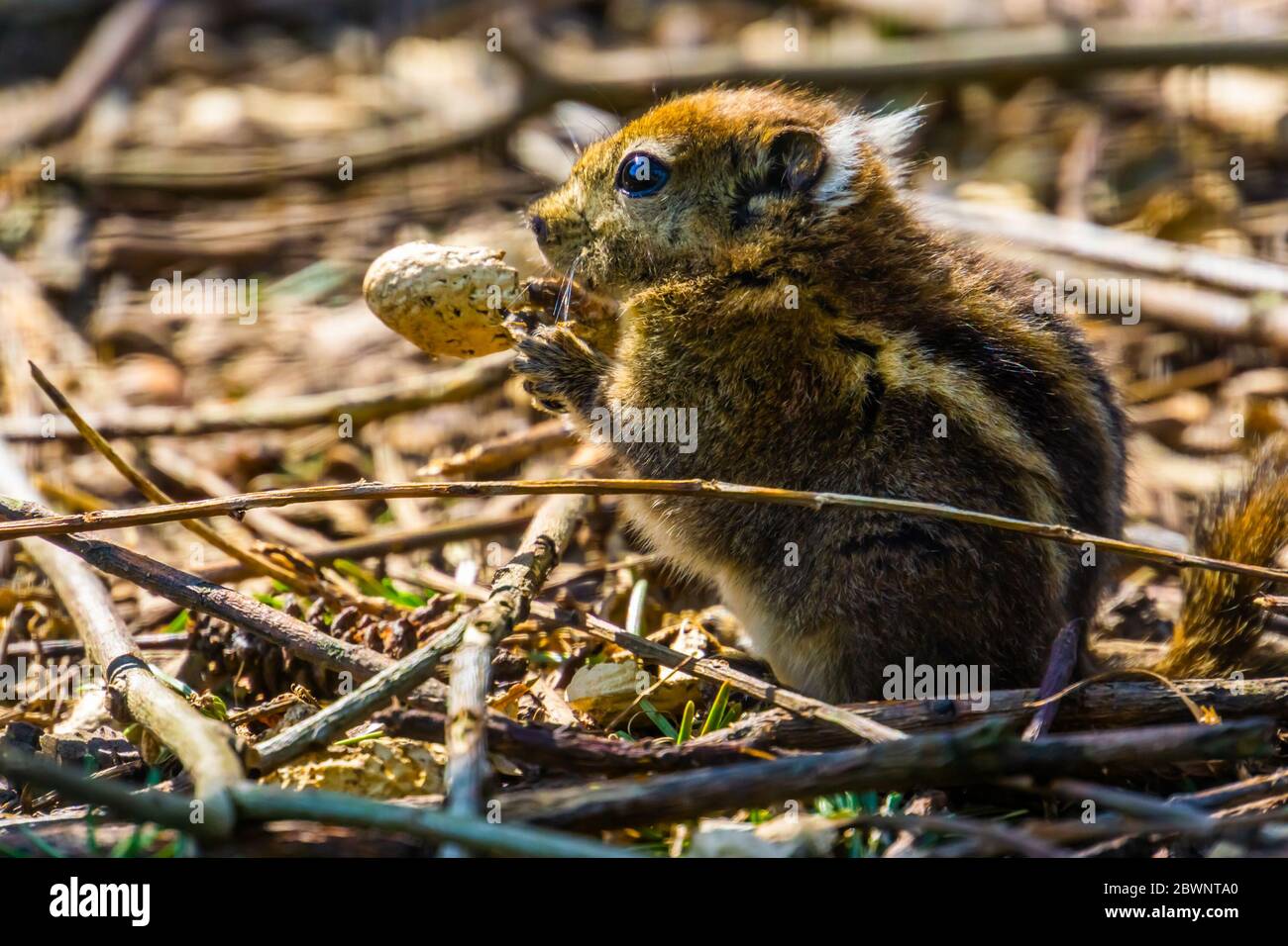 cute closeup portrait of an asiatic striped squirrel eating a nut