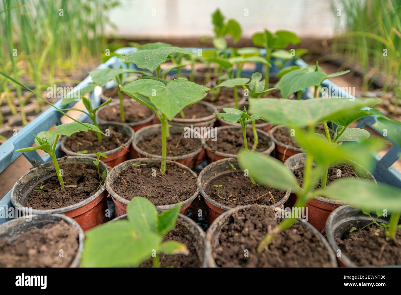 cucumber seedlings in a greenhouse on an organic farm Stock Photo Alamy