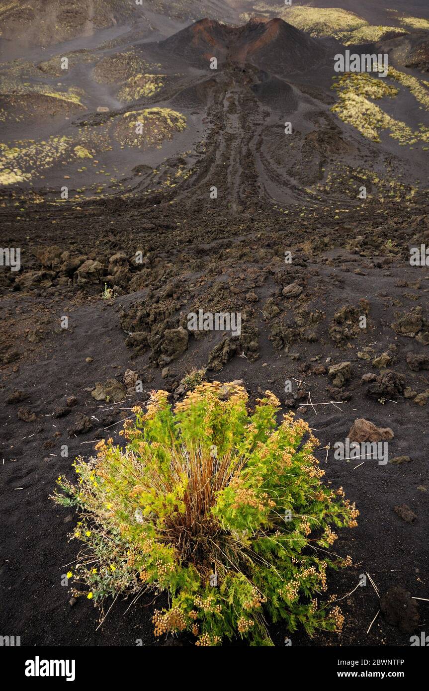 Plant and ancient lava flow on Mount Etna in Sicily, Italy Stock Photo