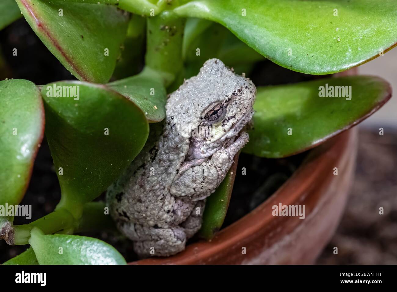 Male Gray Treefrog, Dryophytes versicolor in a garden pot, in central Michigan, USA Stock Photo