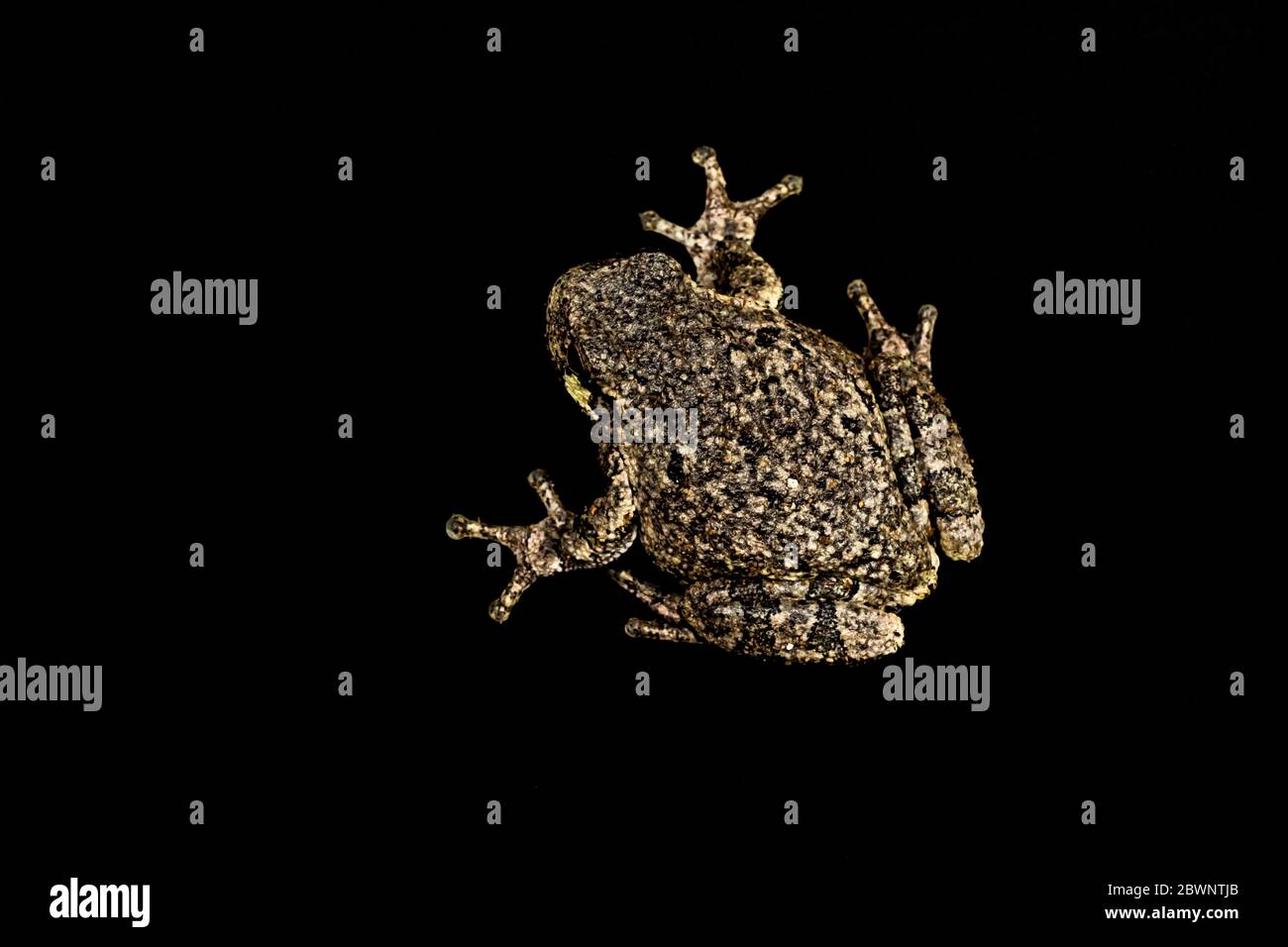 Dryophytes Color Male Gray Treefrog, Dryophytes versicolor, on a dark studio background ...