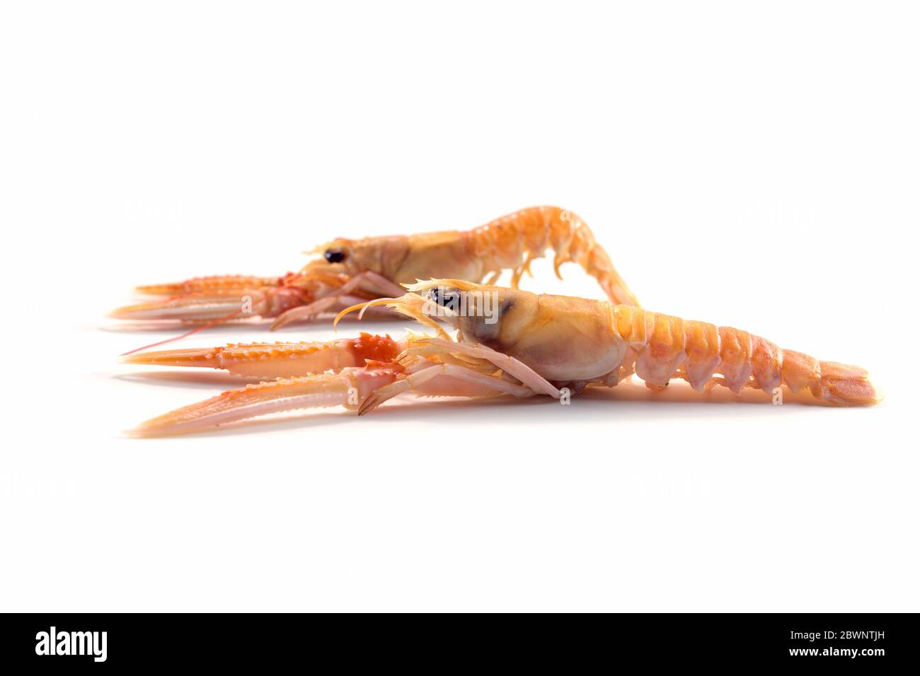 Two fresh scampi also called langoustine or Norway Lobster, expensive ...