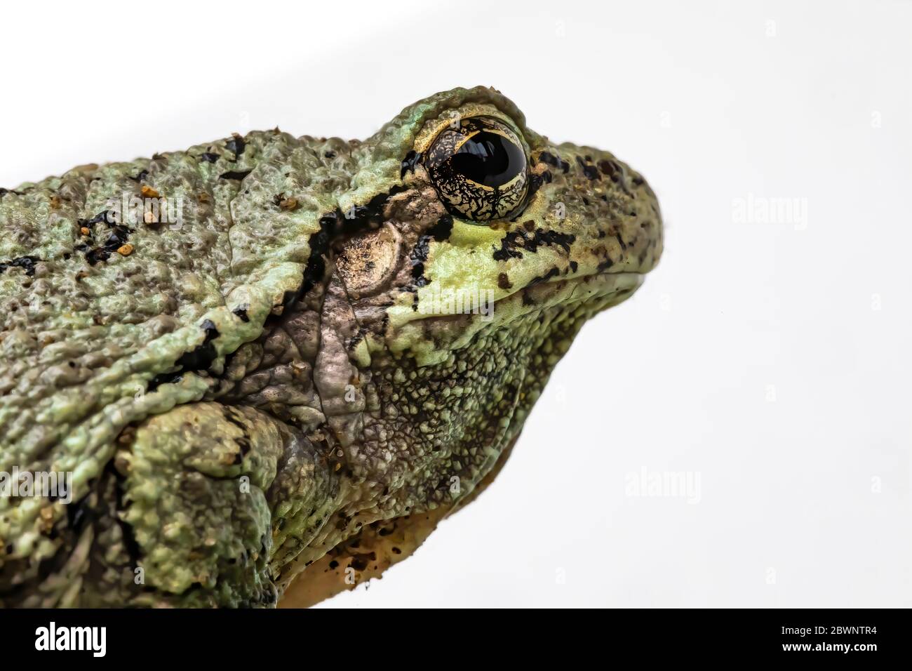 Dryophytes Color Male Gray Treefrog, Dryophytes versicolor, changing color when placed ...