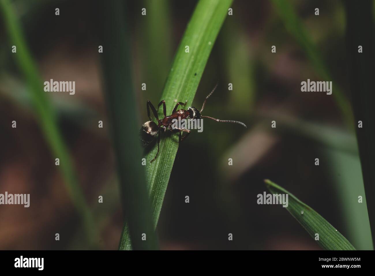 Close up view with ant that crawling on grass Stock Photo