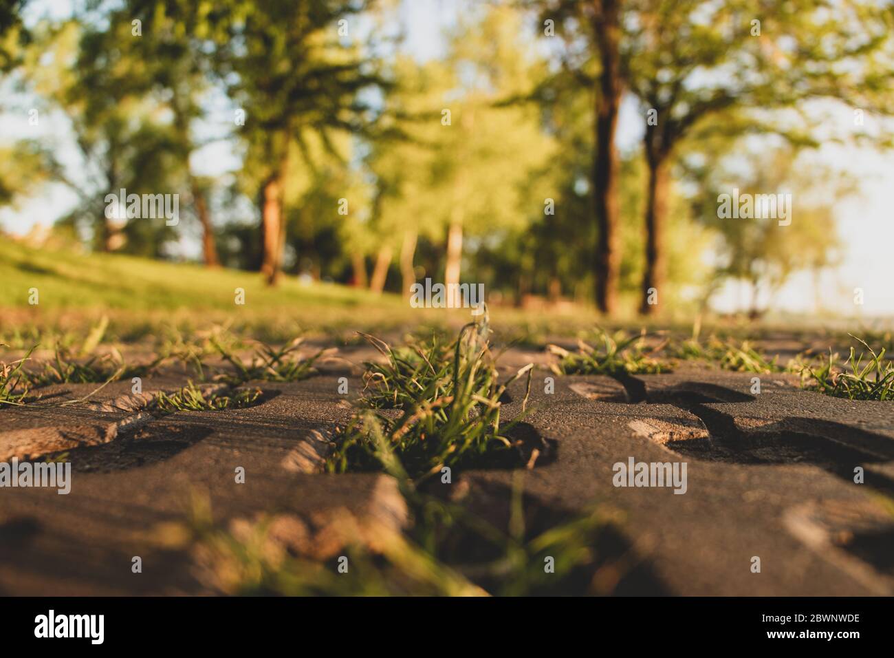 Trees and walkway on green grass field in the park at morning Stock ...