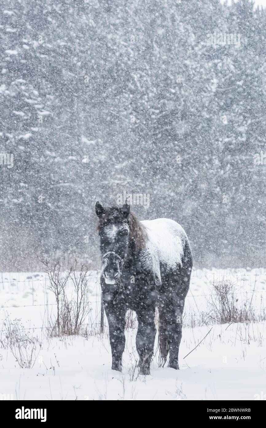 Amish draft horse enduring a blizzard in central Michigan, USA Stock Photo