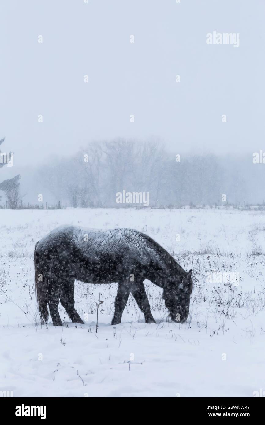 Amish draft horse enduring a blizzard in central Michigan, USA Stock Photo