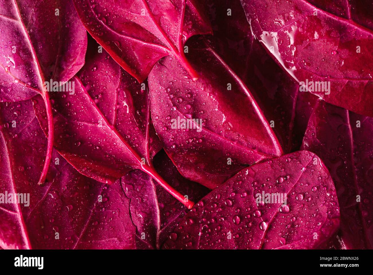 Red orache or mountain spinach leaves sprinkled with water. Background with atriplex hortensis red leaves Stock Photo