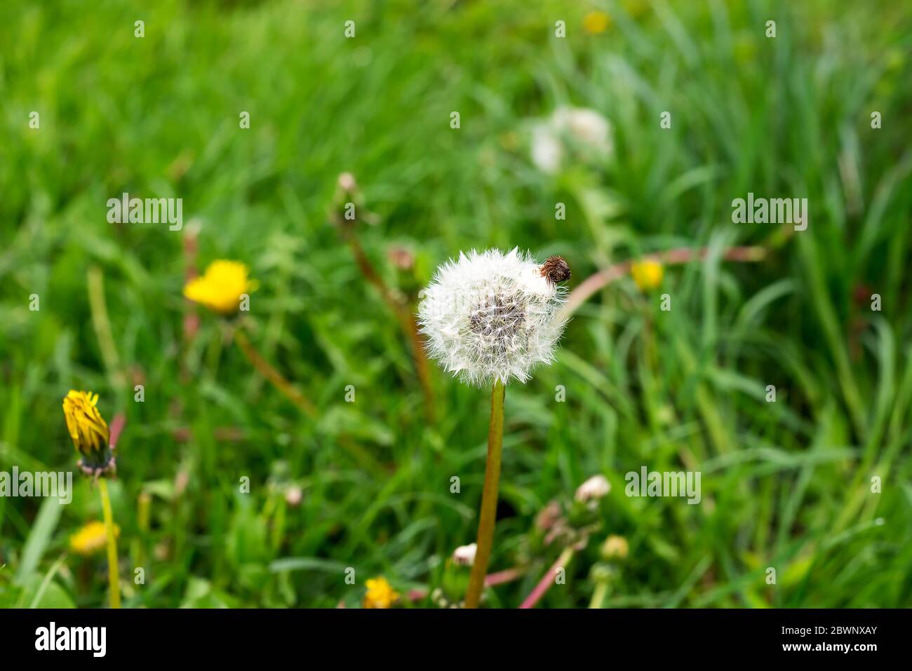 Background field air dandelions hi-res stock photography and images - Alamy