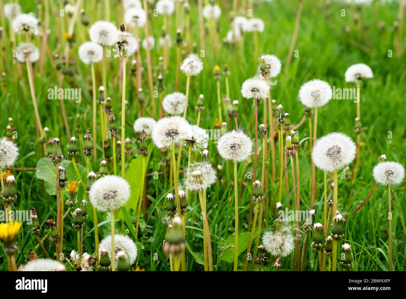 Background field air dandelions hi-res stock photography and images - Alamy