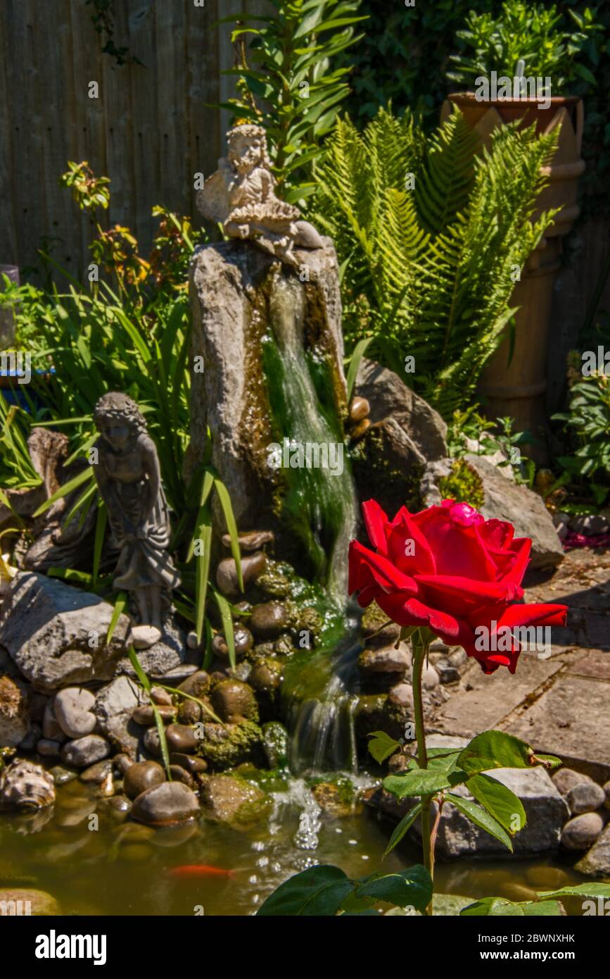 Rose Ponds High Resolution Stock Photography And Images Alamy