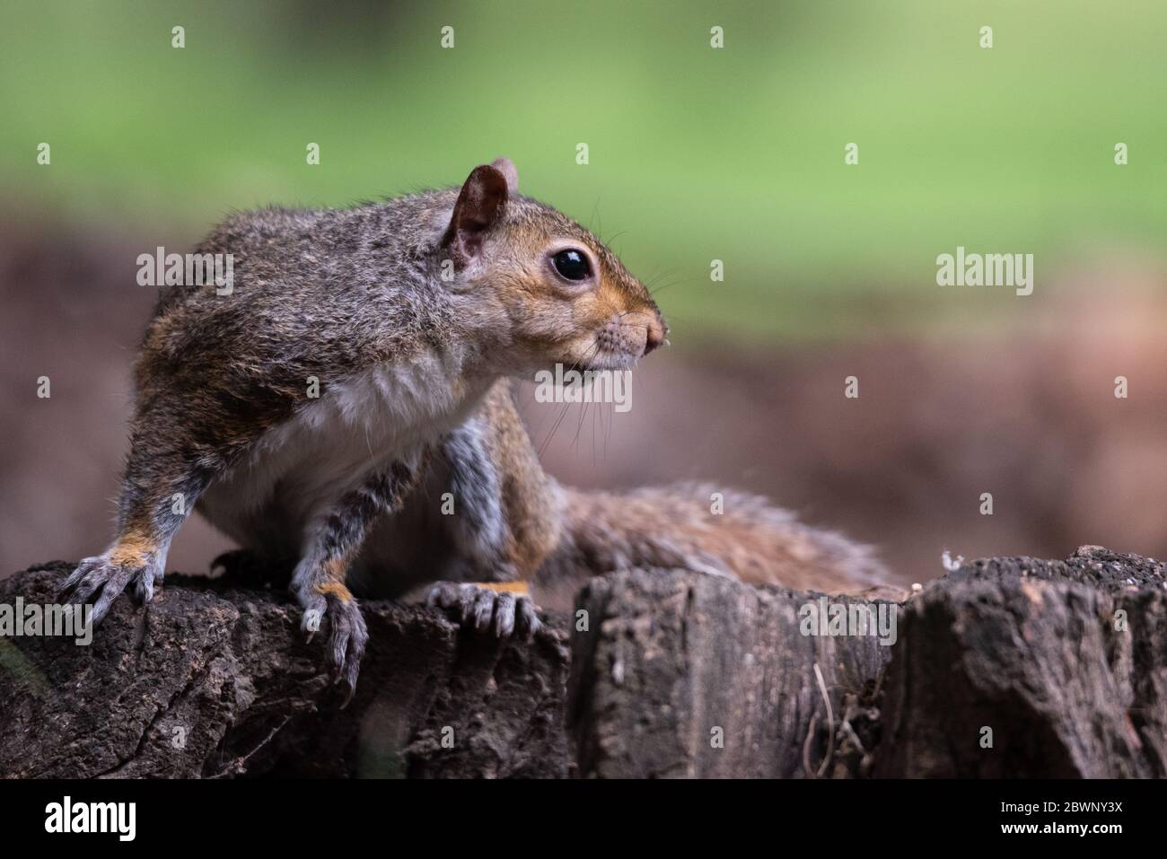 Free gray squirrel in a city park, small rodent Stock Photo