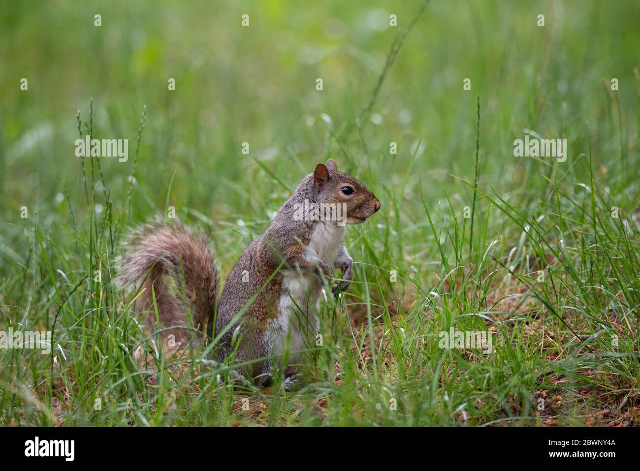 Free gray squirrel in an Italian forest, small rodent Stock Photo