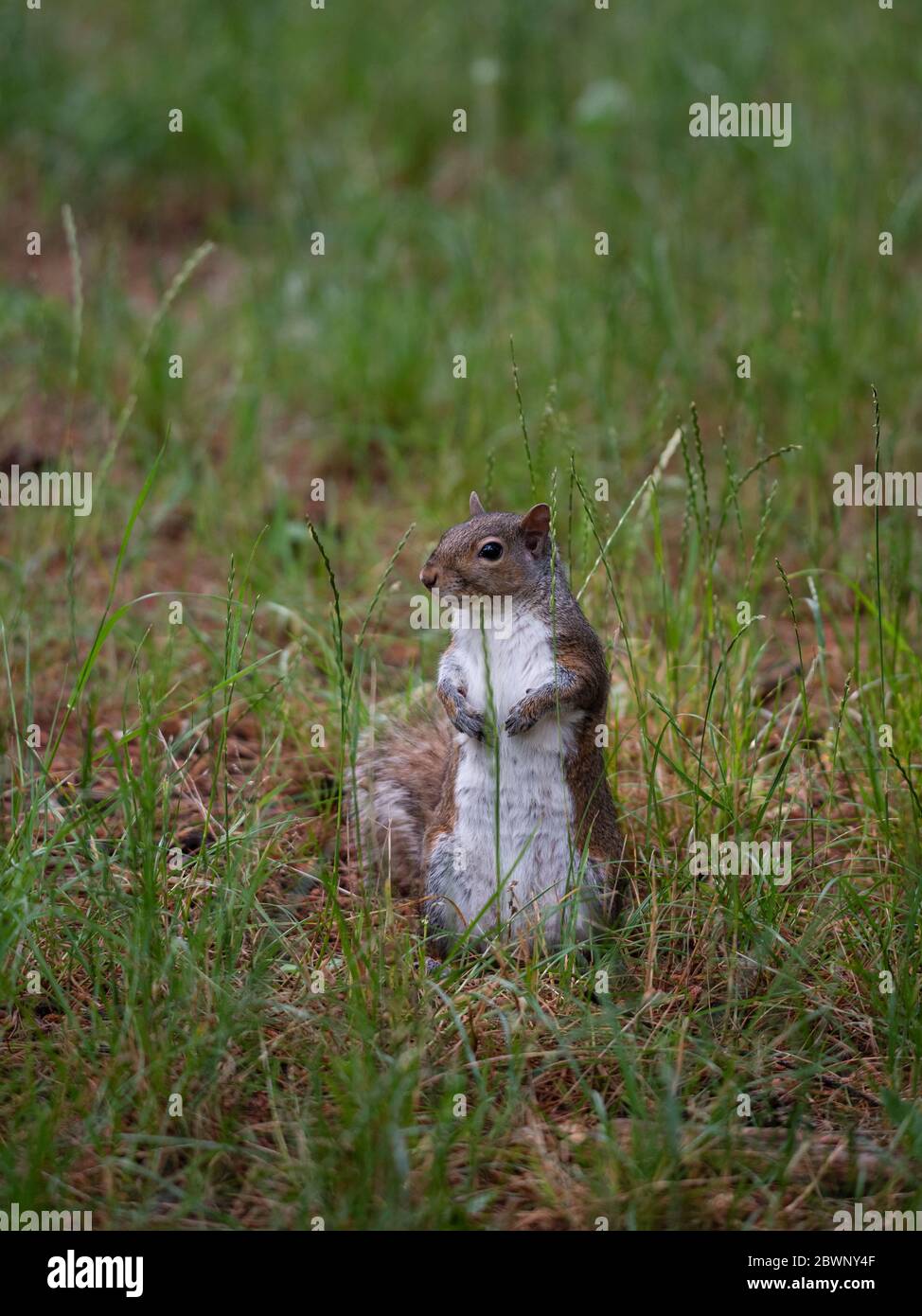 Free gray squirrel in an Italian forest, small rodent Stock Photo