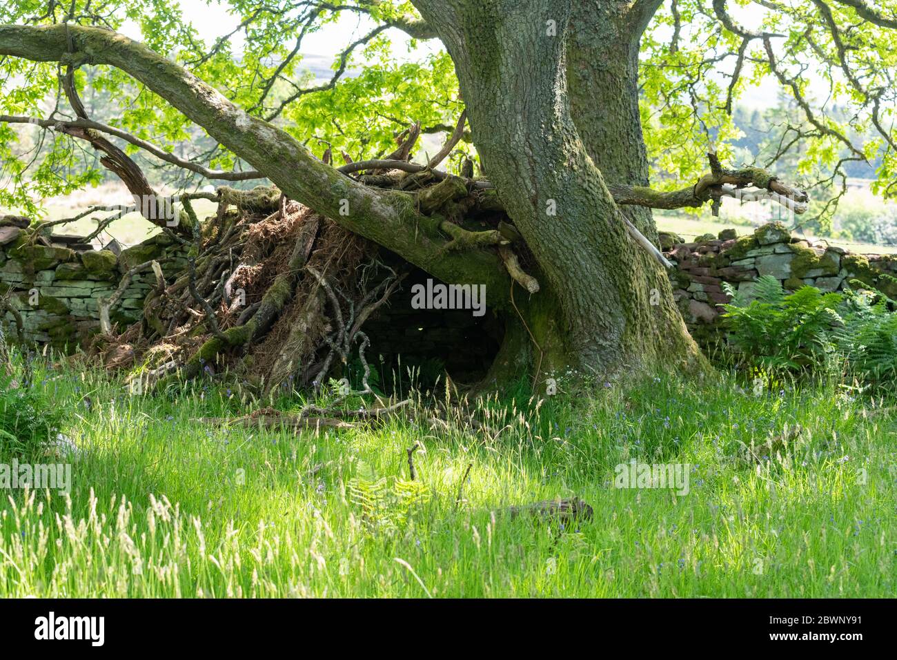 Den on edge of woodland made of sticks, built next to a dry stone wall beneath bough of tree and covered in bracken - UK Stock Photo