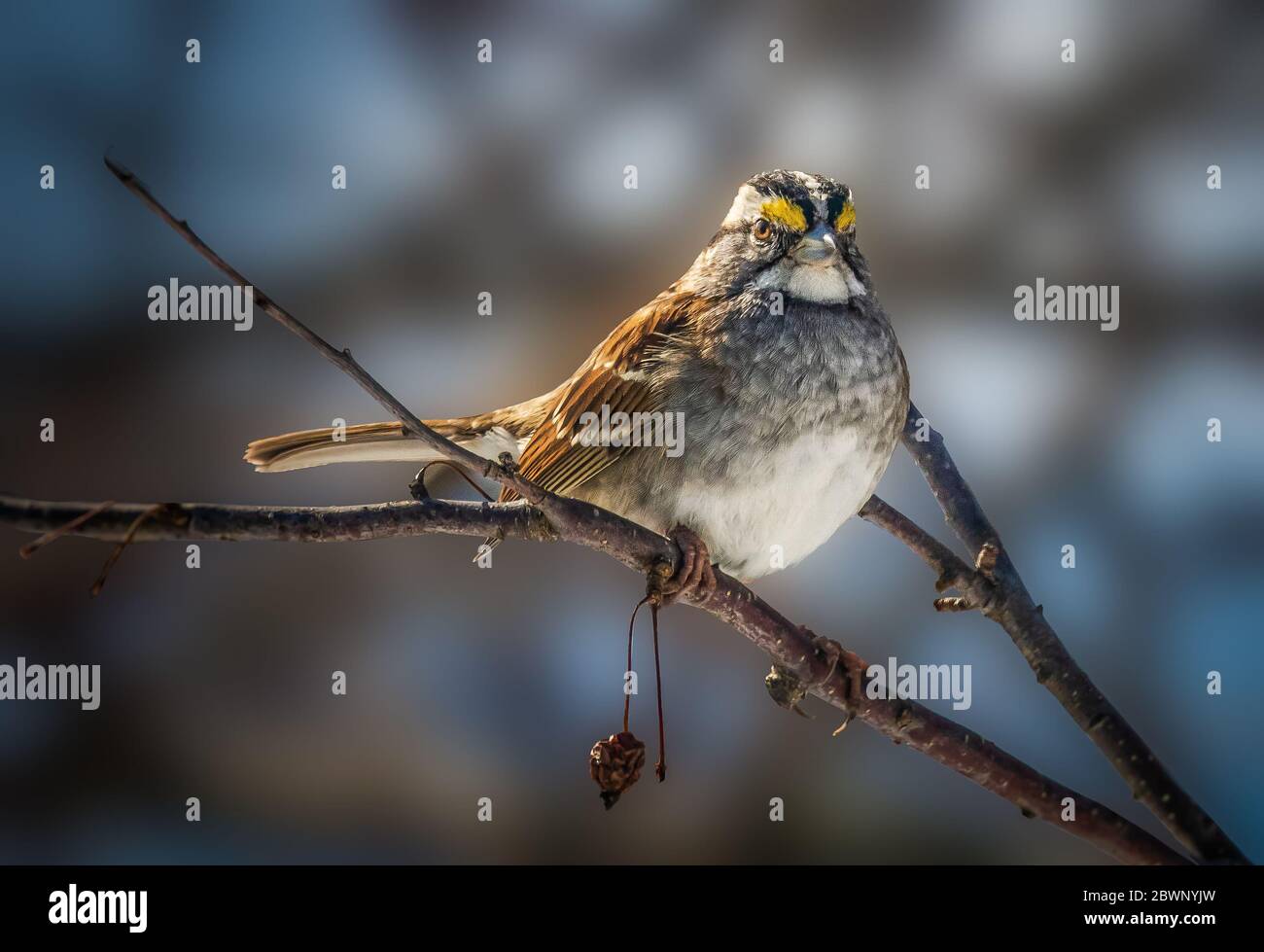 A Golden Crowned Sparrow glowers at the photographer from its perch Stock Photo