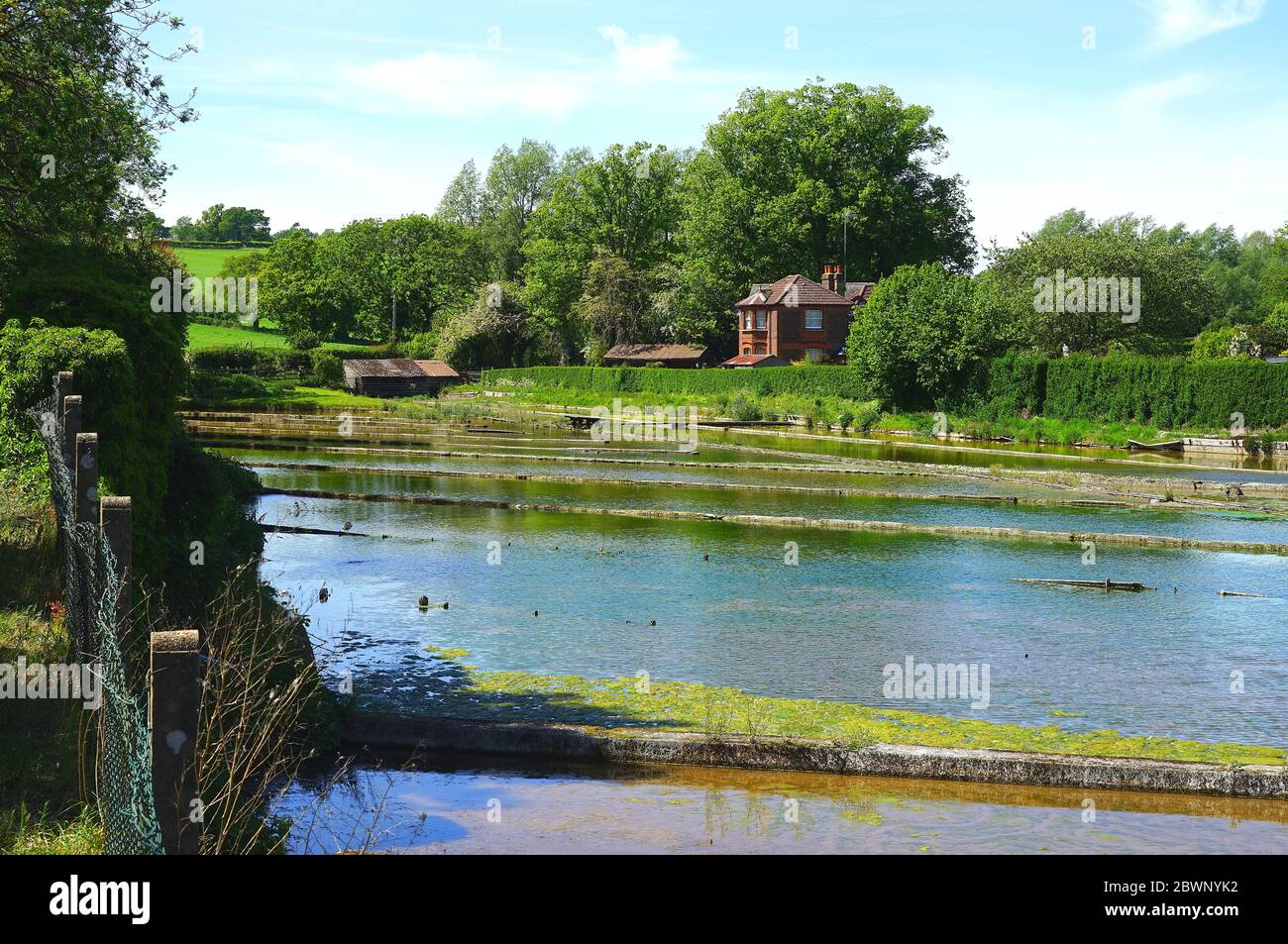 A view across the old watercress beds on the River Mimram at Whitwell Stock Photo