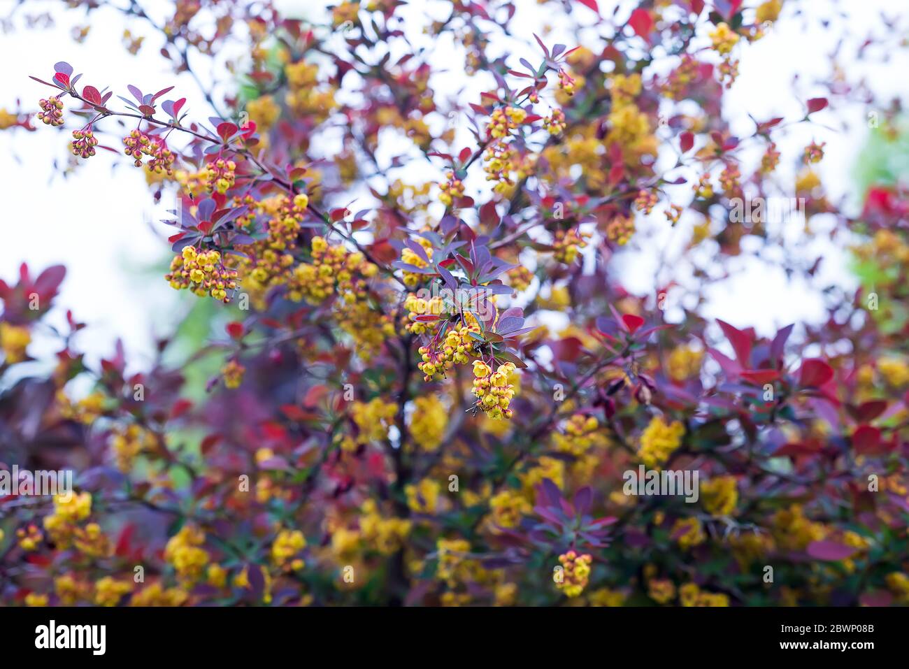branch of a blossoming spring Berberis ottawensis Superba Stock Photo