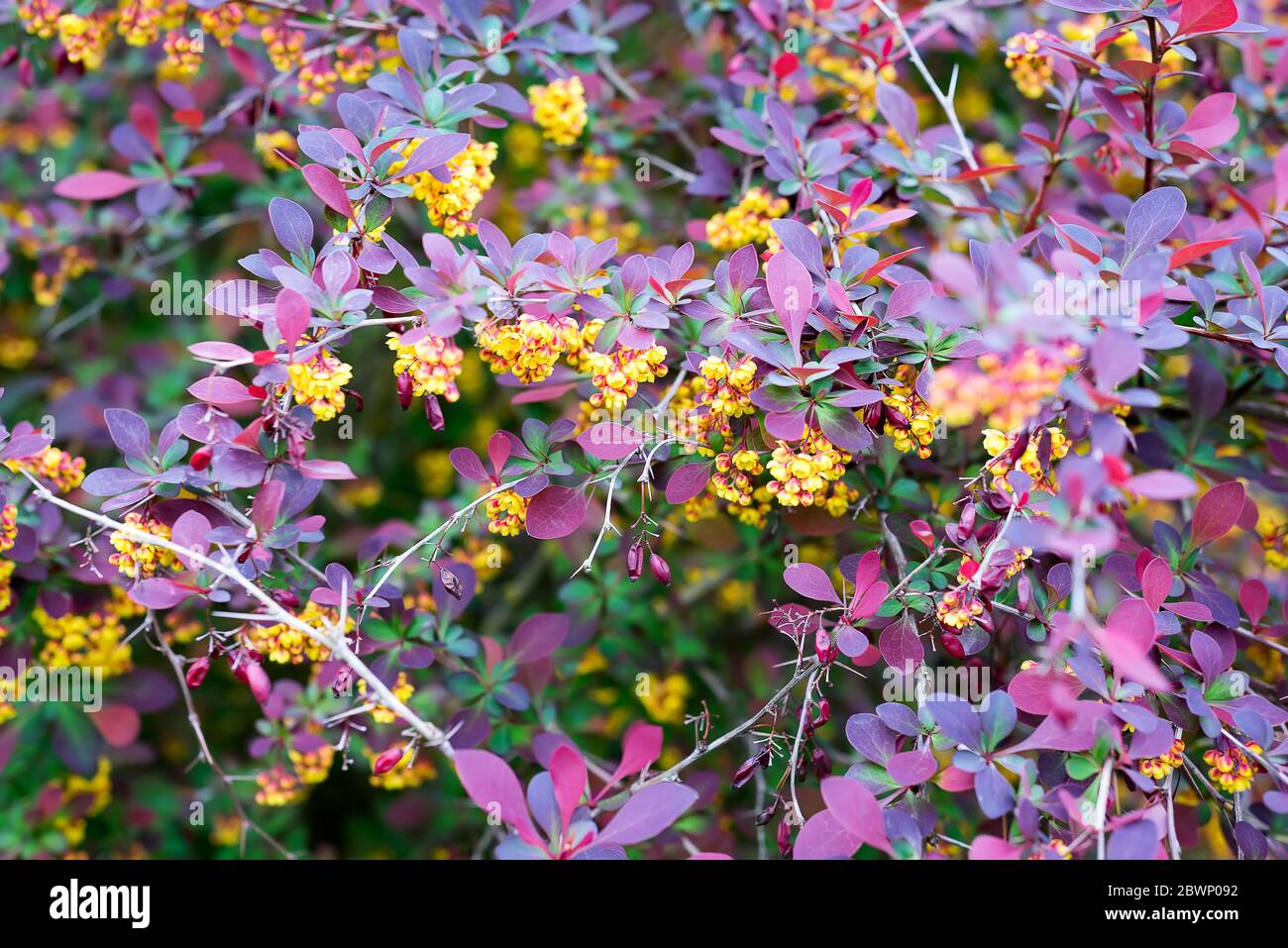 branch of a blossoming spring Berberis ottawensis Superba Stock Photo