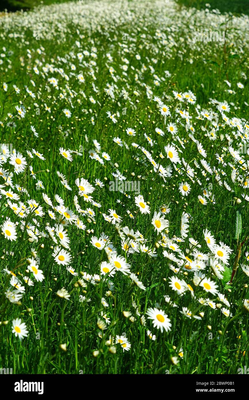 Oxeye daisies blooming in the field edges near Hampden House, Bucks Stock Photo