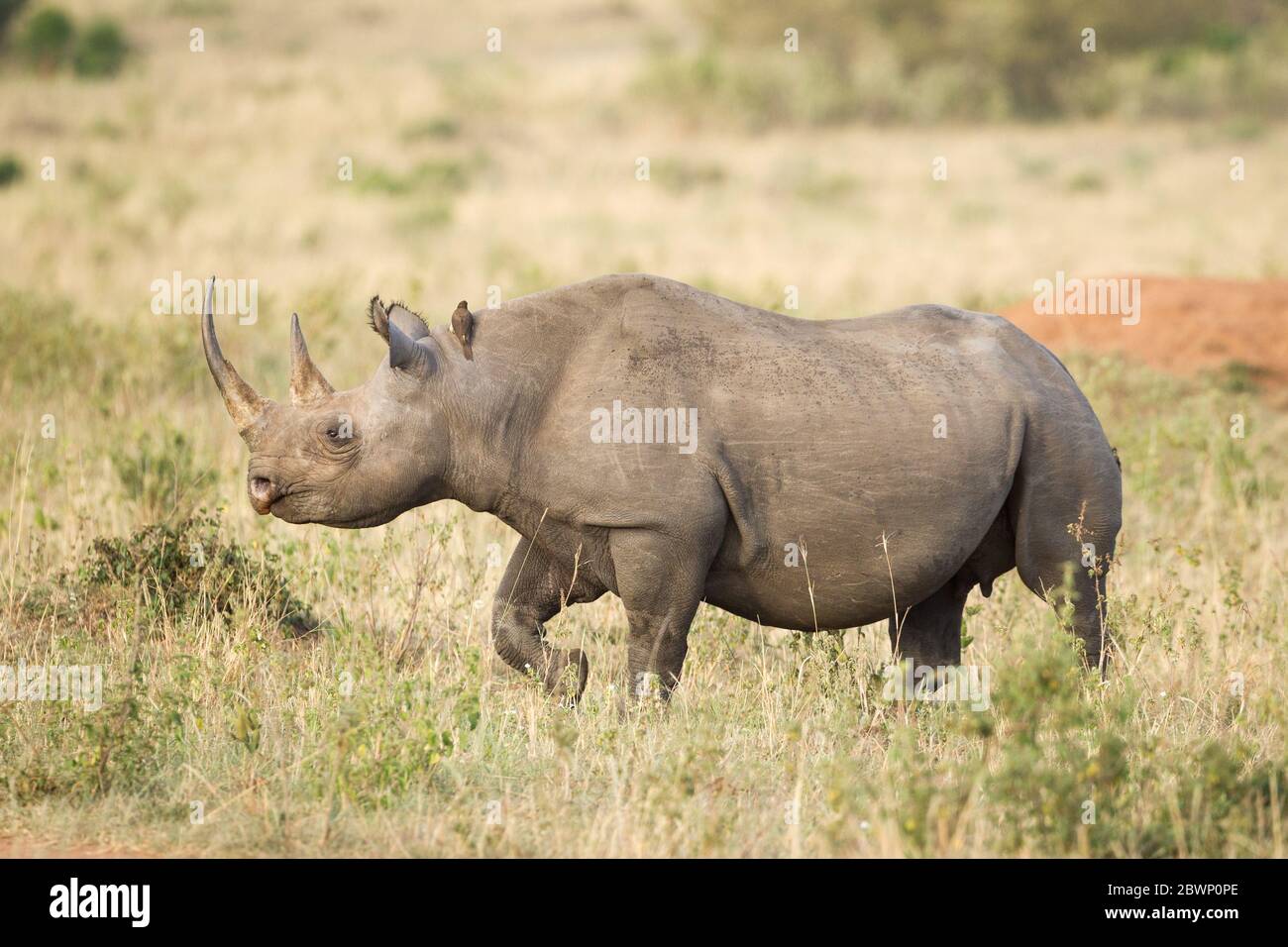 Black rhino in grass hires stock photography and images Alamy