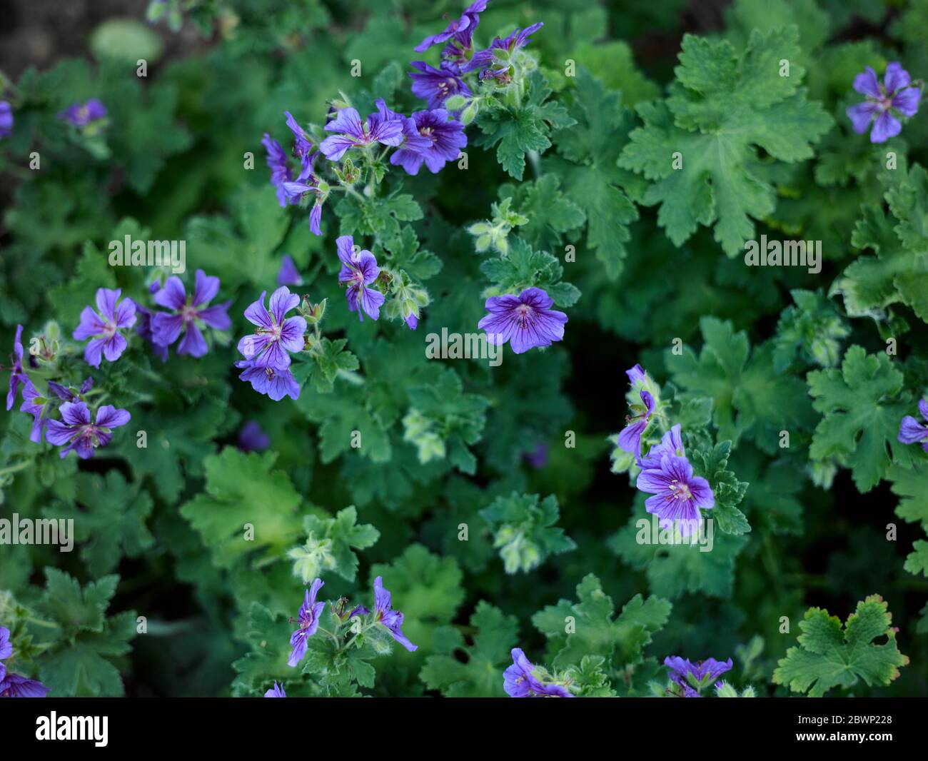 Wide shot of Cranesbill 'Johnson's Blue' Geranium with multiple flowers Stock Photo