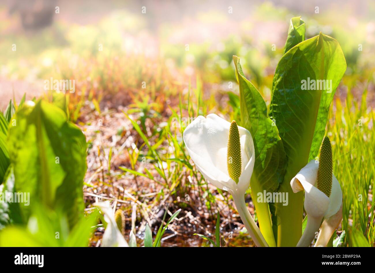 The Lysichiton of Kamchatka, Lysichiton camtschatcensis, during flowering Stock Photo