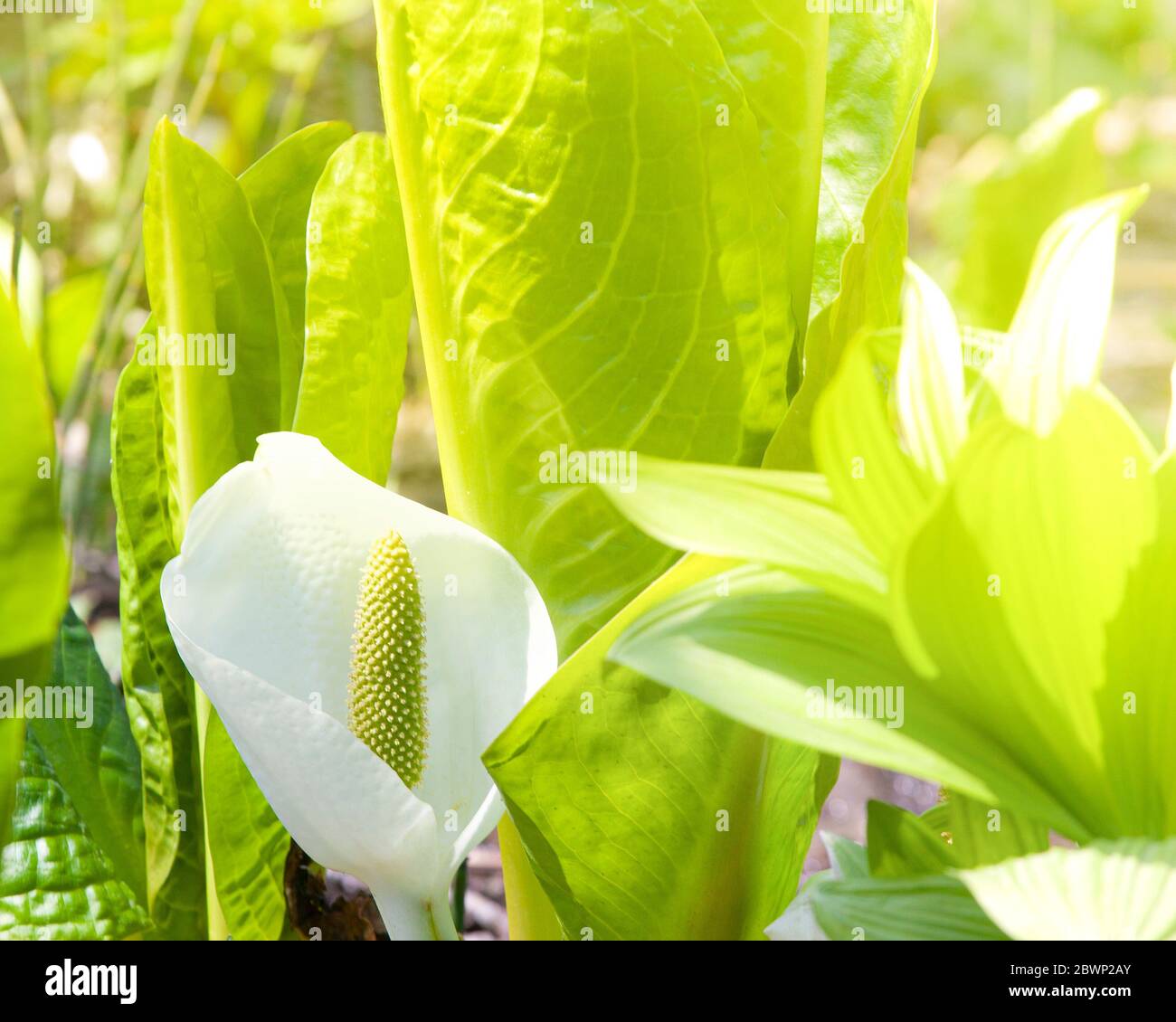 The Lysichiton of Kamchatka, Lysichiton camtschatcensis, during flowering Stock Photo