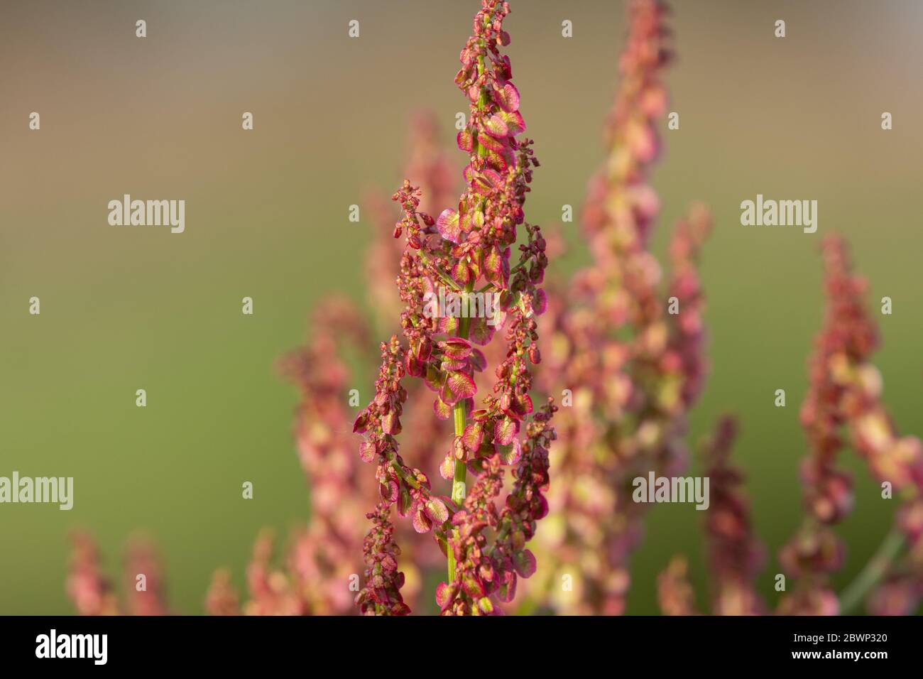 Close up of seeds on a dock (rumex) plant Stock Photo