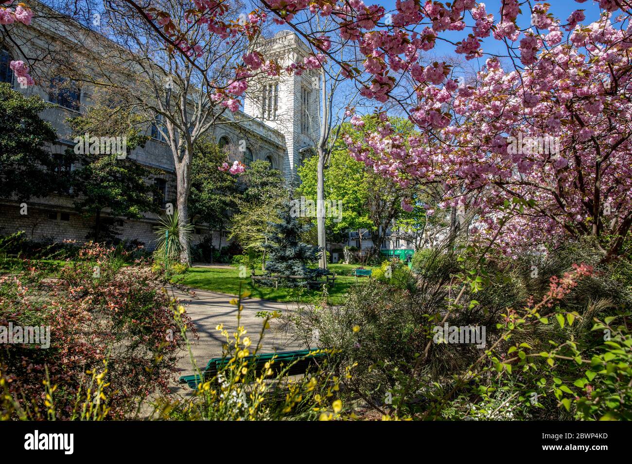 Paris, France - April 1, 2020: Spring in Paris. 'College de France' tower (Latin quarter) and blossoming pink trees Stock Photo