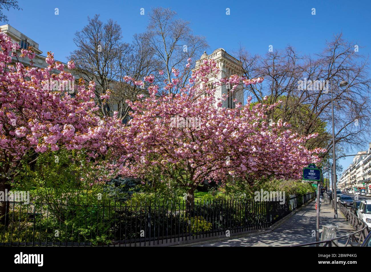 Paris, France - April 1, 2020: Spring in Paris. 'College de France' tower (Latin quarter) and blossoming pink trees Stock Photo