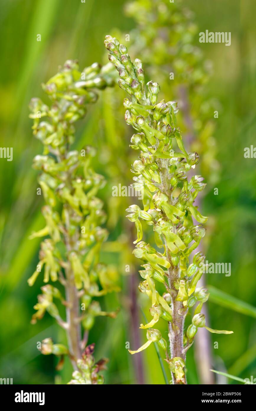 Common Twayblade Orchid - Neottia ovata  Two flower spikes in grass Stock Photo